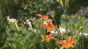 Lilies 🏵 that fester smell far worse than weeds. #lily #syednadeemmedia #nadeembukhari #viral